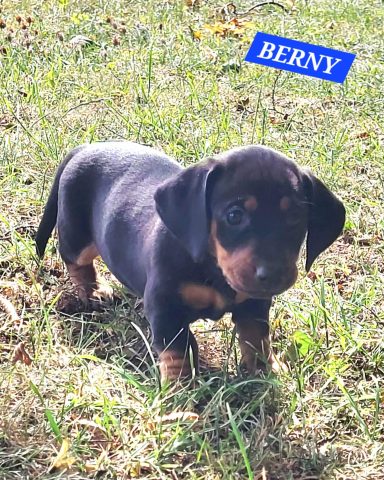 BERNY 5SEMAINES