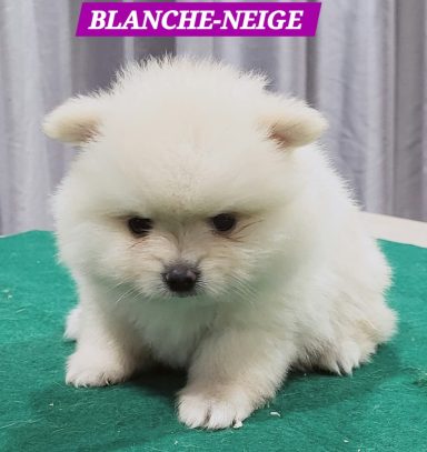 BLANCHE NEIGE 1MOIS ET 10JOURS