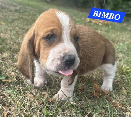 BIMBO 1MOIS