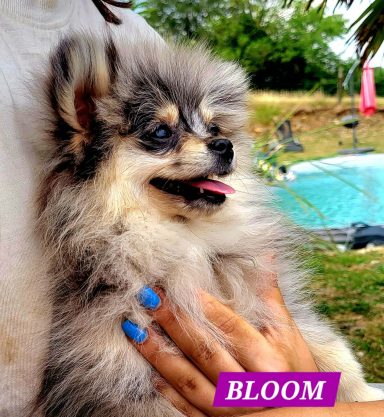 BLOOM 14/07