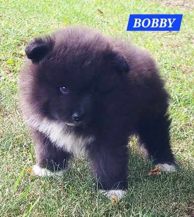 BOBBY 1 MOIS ET DEMI