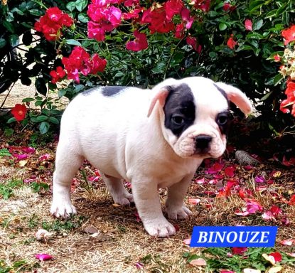 BINOUZE 1MOIS ET DEMI