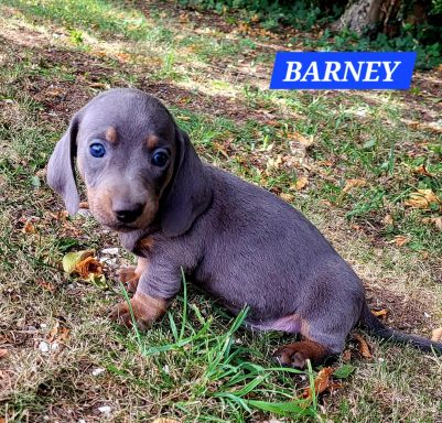 BARNEY 5SEMAINES