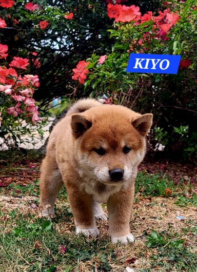KIYO 1MOIS ET DEMI