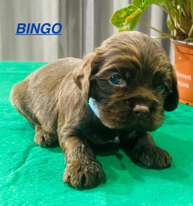 BINGO 3SEMAINES