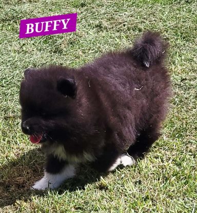 BUFFY 1MOIS ET DEMI