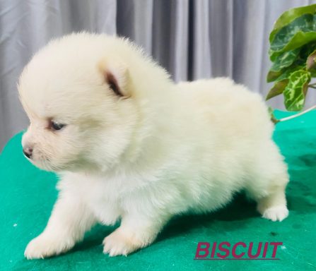 BISCUIT 1MOIS