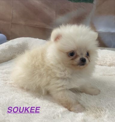 SOOKEE 01/09