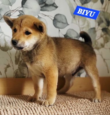 BIYU 2MOIS ET DEMI