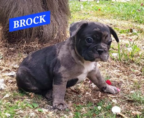 BROCK 1MOIS ET DEMI