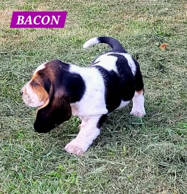 BACON 7SEMAINES