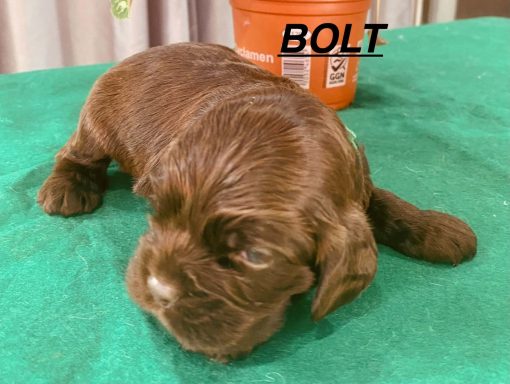 BOLT 3SEMAINES