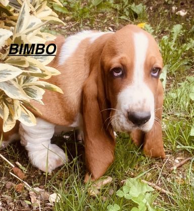 BIMBO 01/09