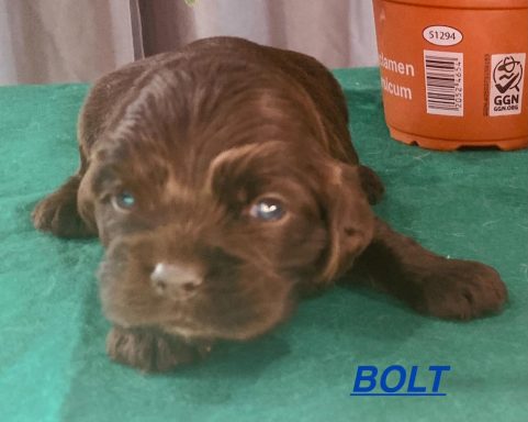 BOLT 3SEMAINES