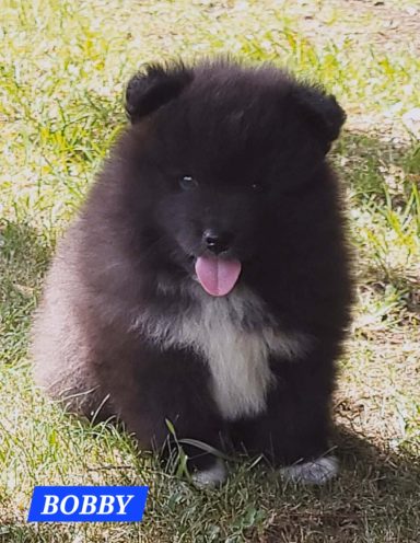 BOBBY 1 MOIS ET DEMI