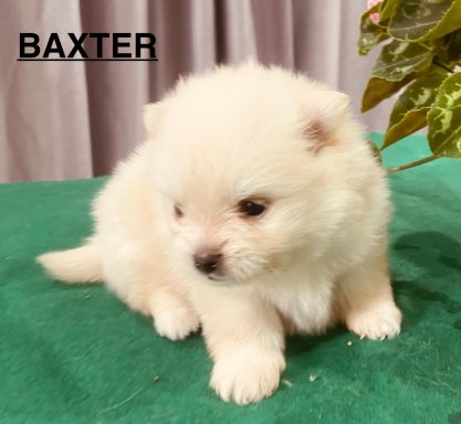 BAXTER 1MOIS