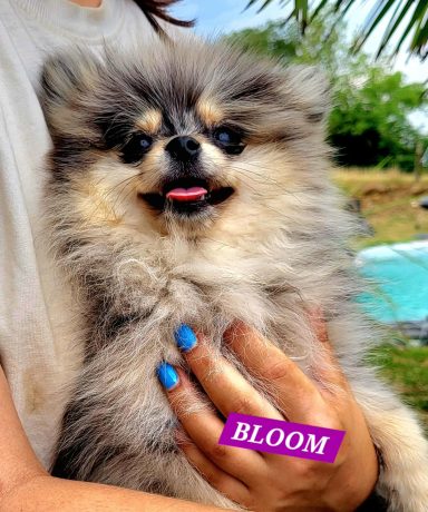 BLOOM 14/07
