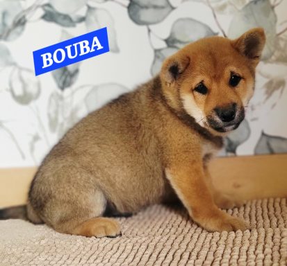 BOUBA 2MOIS ET DEMI