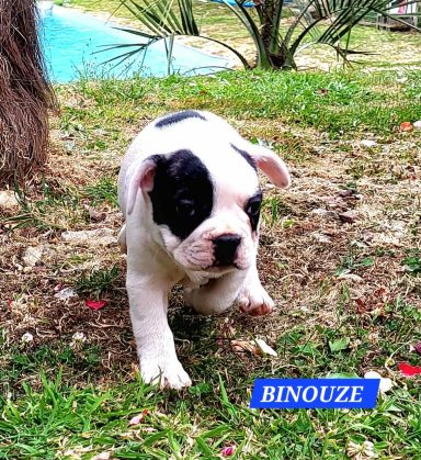 BINOUZE 1MOIS ET DEMI