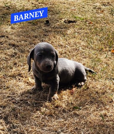 BARNEY 5SEMAINES