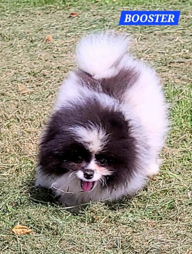 BALOO 3MOIS