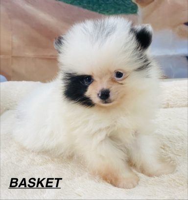 BASKET 01/09