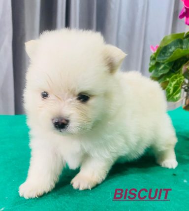 BISCUIT 1MOIS