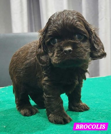 BROCOLIS 1MOIS
