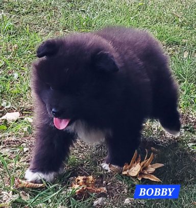 BOBBY 1 MOIS ET DEMI