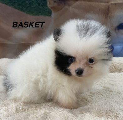 BASKET 01/09