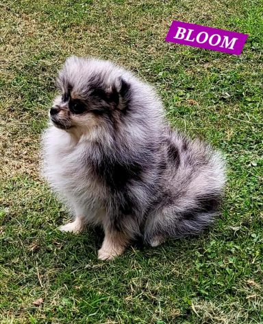 BLOOM 01/07
