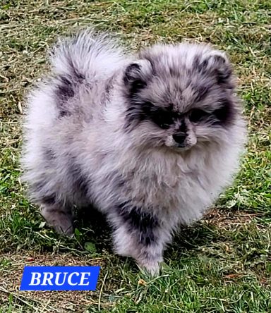 BRUCE 01/07