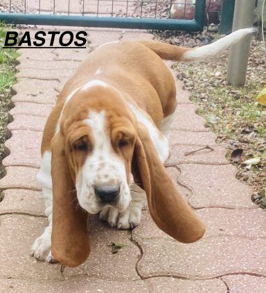 BASTOS 01/09