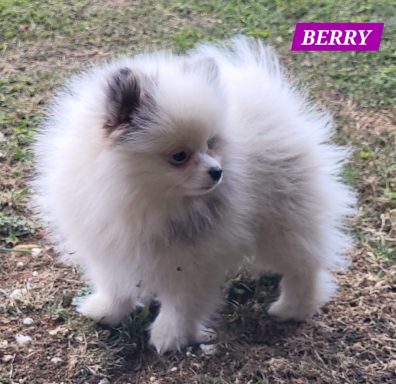 BERRY 3MOIS