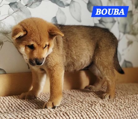 BOUBA 2MOIS ET DEMI