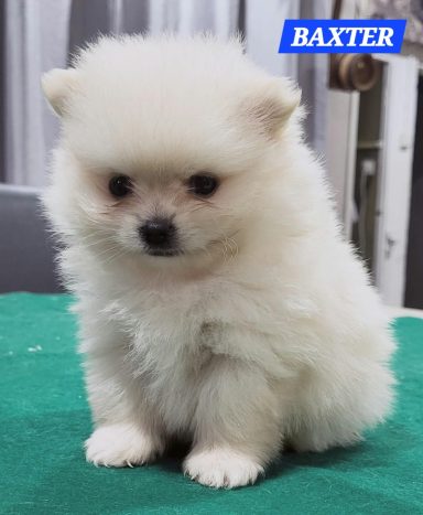 BAXTER 1MOIS ET 10JOURS