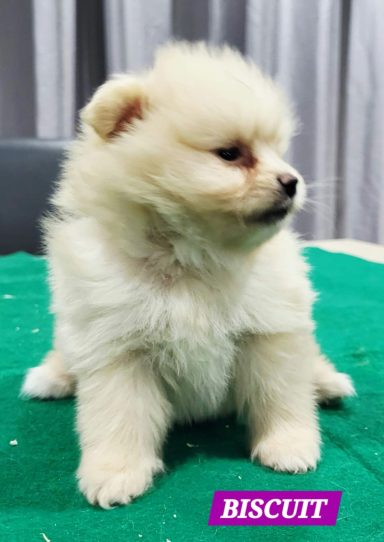 BISCUIT 1MOIS ET 10JOURS