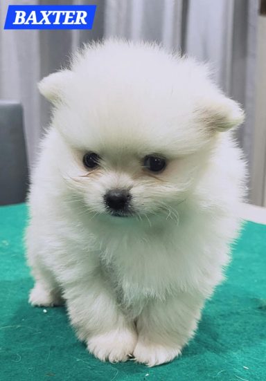 BAXTER 1MOIS ET 10JOURS