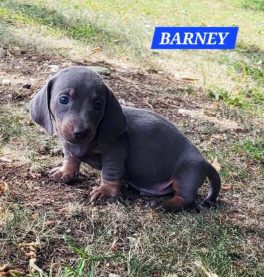 BARNEY 5SEMAINES