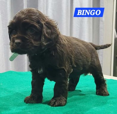 BINGO 1MOIS