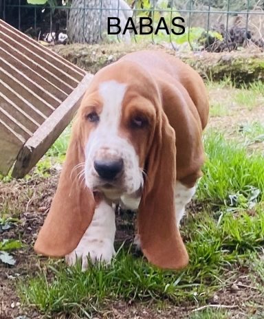 BABAS 01/09