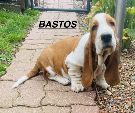 BASTOS 01/09