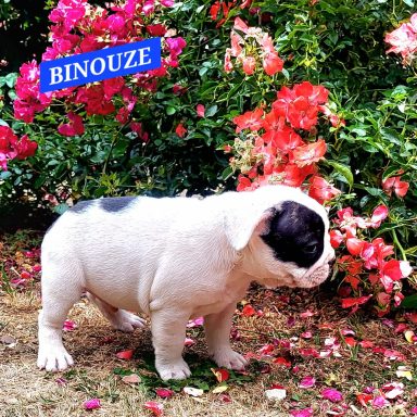 BINOUZE 1MOIS ET DEMI