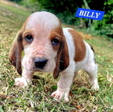 BILLY 1MOIS