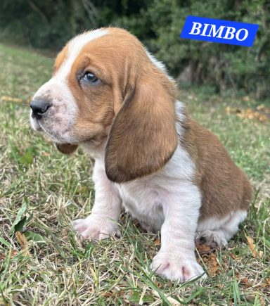 BIMBO 1MOIS
