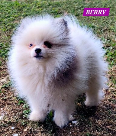 BERRY 3MOIS