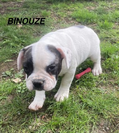 BINOUZE 01/09