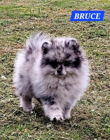 BRUCE 01/07