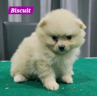 BISCUIT 1MOIS ET 10JOURS
