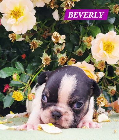 BEVERLY 3SEMAINES